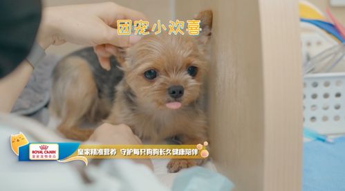 皇家寵物食品攜手《寵物醫生2》治愈回歸 為愛寵打造全方位的健康關愛